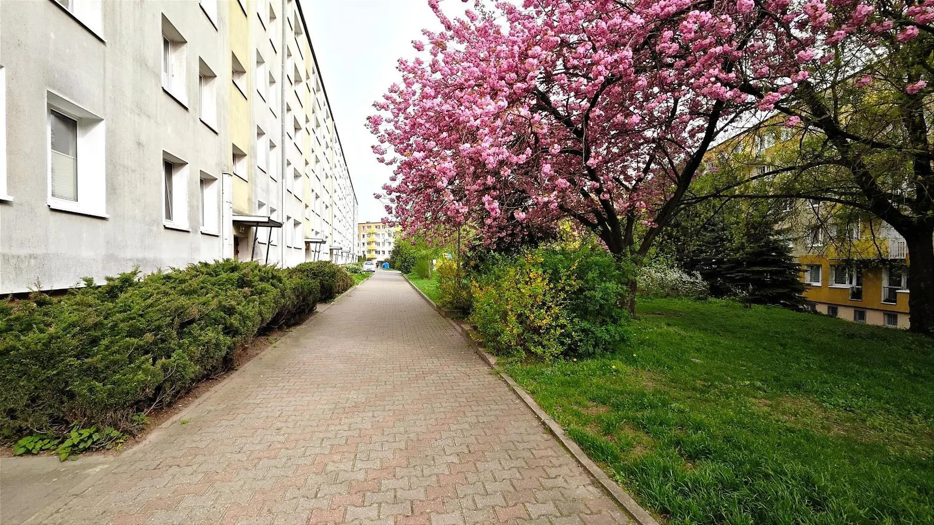 Pod Lipami Homely Apartment Poznań